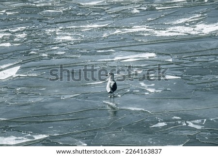Seagull on ice covered lake with large broken ice sheets