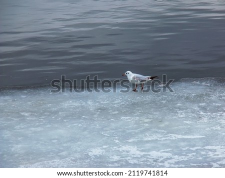 Seagull on the ice on the river in bright sunny spring day.