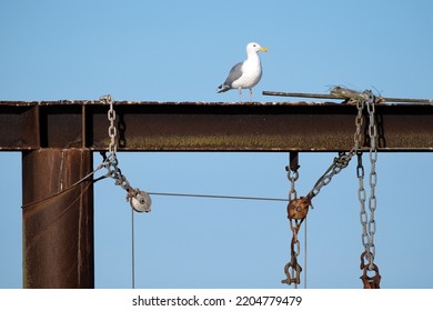 A Seagull On An Iron Girder In Sidney, Vancouver Island, BC