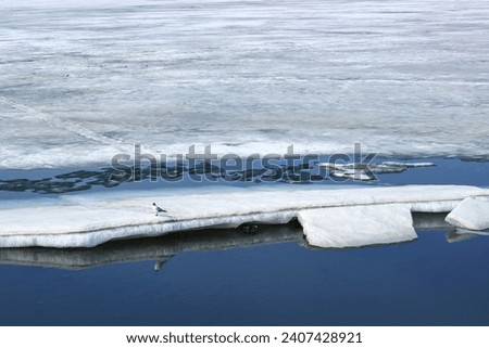 A seagull on a large melting ice floe on a city pond in early spring, calm blue water, reflection on the water surface, environment, sunny day, loose ice texture, space for text, ice thickness