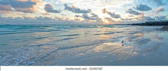 Seagull on Miami South Beach Panoramic View Morning Amazing Light Reflection on Water Gentle Colorful Waves - Powered by Shutterstock