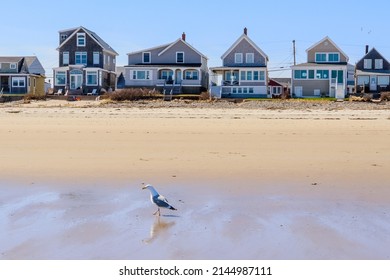 Seagull On A New England Beach