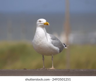 seagull on the pier, seagull on the beach, close up gull, white bird - Powered by Shutterstock