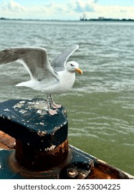 seagull on the pier, seagull on the beach, close up gull, white bird.