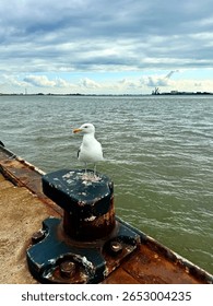 seagull on the pier, seagull on the beach, close up gull, white bird.