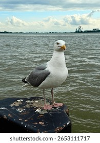 seagull on the pier, seagull on the beach, close up gull, white bird.