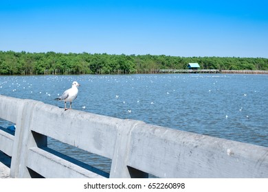 Seagull on Railing