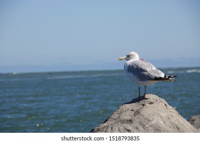 Seagull On A Rock At The Barnegat Inlet