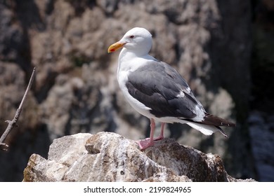 Seagull On A Rock At The Pacific Ocean Coast In California