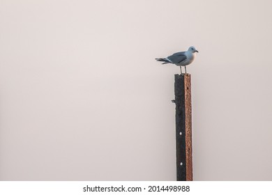 A Seagull On A Rusty Metal Pillar 