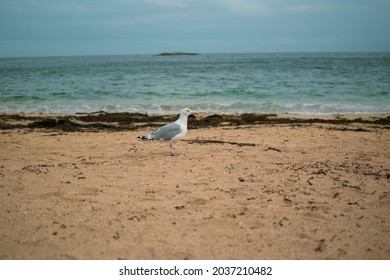 Seagull On Sand Beach In Acadia