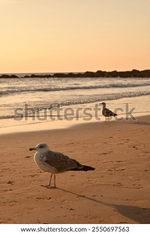Seagull on a sandy beach near the sea