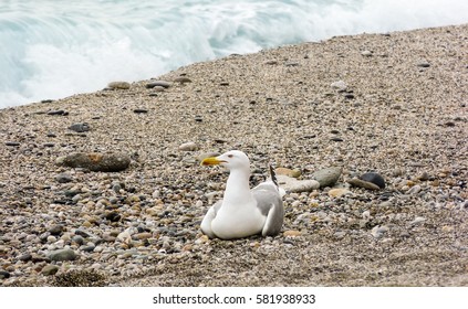 Seagull on sandy beach sea front