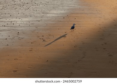 Seagull on Sandy Beach sunset Shadow - Powered by Shutterstock