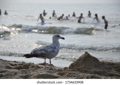 Seagull On The Shore Close-up On A Background Of Swimming People. Strait Of The English Channel. France