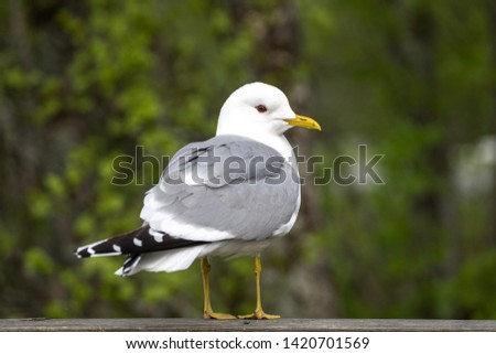 Similar – Image, Stock Photo A sea rat rarely comes alone