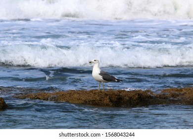 seagull on the shore of the Mediterranean Sea