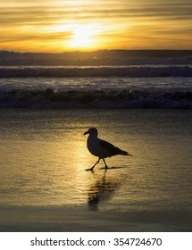 seagull on the shore at sunset