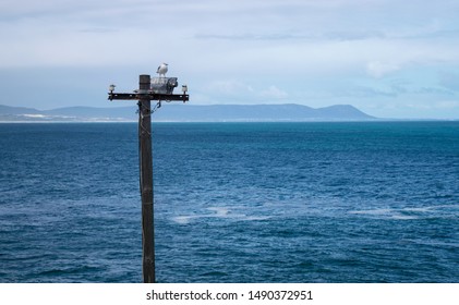 Seagull On A Telephone Poll Sea In The Background