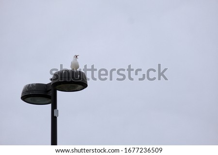 Seagull on top of light with beak open. View from below. Copy space