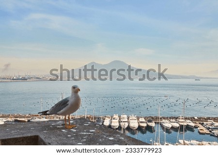Seagull on the wall of Castel dell Ovo, Egg Castle with panoramic view on mount Vesuvius in Naples, Campania, Italy, Europe. Ferries in the port of Naples. Clouds and sea view.