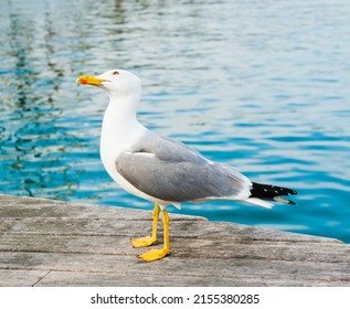 Seagull On A Wooden Pier Close To The Water, Looking Up In The Sky