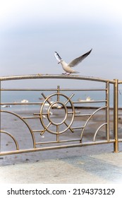 Seagull With Open Wings Landing On A Chromrailing To Eat A Potato Chip