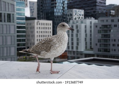 Seagull In Oslo City Center