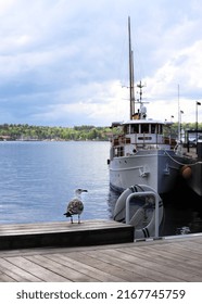 Seagull In Oslo City, Norway.