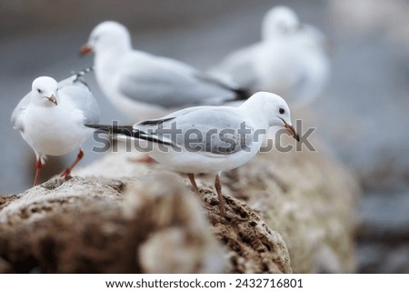 Seagull, outdoor and nature environment on branch together group in ecosystem wildlife or flock, coastal or tree. Birds, feathers and outside in South Africa or animal wings, perched or countryside