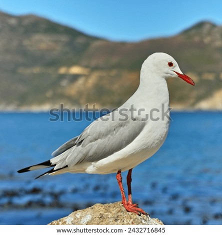Seagull, outdoor and ocean environment or mountain wildlife at coastal sea in habitat for relax, calm or sitting. Bird, feathers and outside in South Africa or animal with wings, perched or water