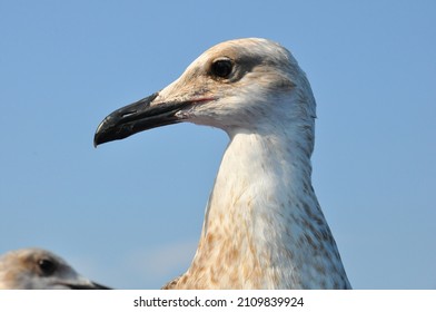 Seagull. outdoor photography. details. seagull in a beautiful summer day.