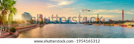 Seagull over downtown of Cairo at sunset