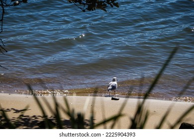 Seagull In The Pacific Ocean, Australia