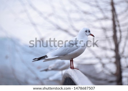 Similar – Image, Stock Photo all daft … North Sea