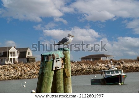 seagull at the peir in newhampshire on a winters day