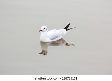 seagull perched