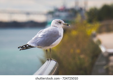 Seagull perched 