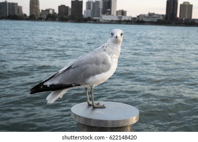 Seagull Perched Along River Walk In Detroit With Windsor Canada In The Background