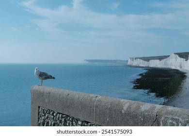 A seagull perched atop the iconic White Cliffs of Britain in the UK - Powered by Shutterstock