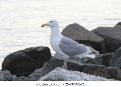 A seagull perched atop a rocky outcropping in the ocean. - Powered by Shutterstock