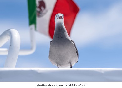 A seagull perched atop a wooden sailboat near the Mexican flag, with a blue sky and calm waters in the background - Powered by Shutterstock