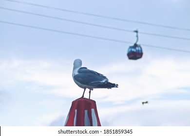 A seagull perched on a beach umbrella. Seagull and cable car on Mamaia beach in Constanta, Romania. - Powered by Shutterstock