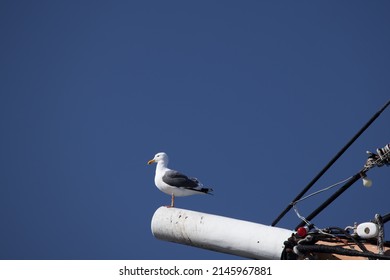 Seagull Perched On A Bowsprit