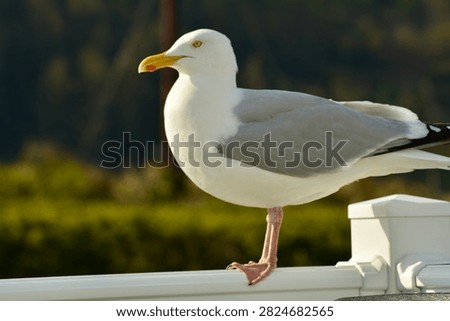 Seagull perched on a caravan decking waiting for food
