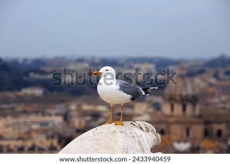A Seagull perched on a high wall with the City of Rome in the distance. This  was treated as a subspecies of either the caspian or the herring gull. It is now considered a species of it's own right