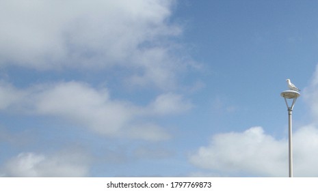 A Seagull Perched On A Lamppost In Coastal New England During The Summer Season