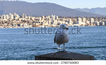 Seagull perched on post overlooking Burrard Inlet and North Vancouver skyline