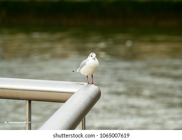 seagull perched on a railing
