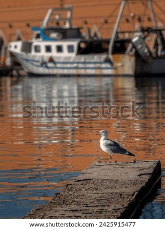 
Seagull perched on the shoulder of the fishing port watching the sea and waiting for good prey